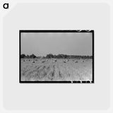 アートポストカード-Cranes in Rice Field, Crowley, Louisiana
 - ラッセル リー Postcard.