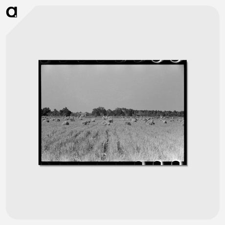 アートポストカード-Cranes in Rice Field, Crowley, Louisiana
 - ラッセル リー Postcard.
