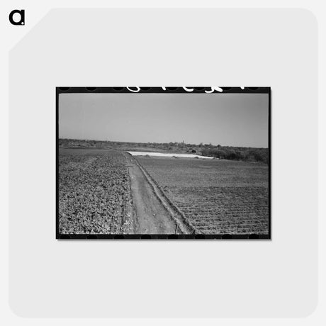 アートポストカード-Truck Farm with Frame Garden near San Angelo, Texas
 - ラッセル リー Postcard.