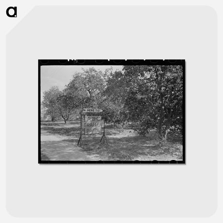 アートポストカード-Entrance to Trailer Park Amid Orange Groves, McAllen, Texas
 - ラッセル リー Postcard.