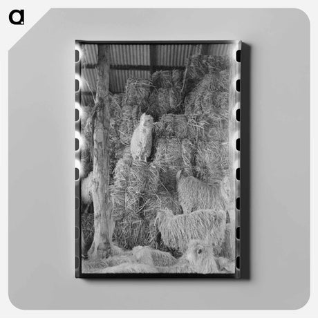 アートパネル-Goats in Hay Barn, Kimble County, Texas
 - ラッセル リー Canvas.