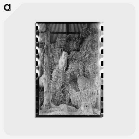 アートポストカード-Goats in Hay Barn, Kimble County, Texas
 - ラッセル リー Postcard.