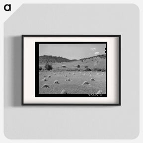 アートポスター-Wheat Field on Spanish-American Farm Near Holman, New Mexico
 - ラッセル リー Poster.