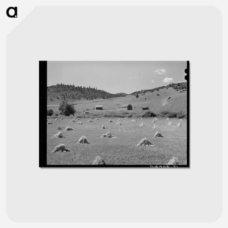 アートポストカード-Wheat Field on Spanish-American Farm Near Holman, New Mexico
 - ラッセル リー Postcard.