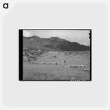 アートポストカード-Driving Fat Lambs to Cimarron, Colorado
 - ラッセル リー Postcard.