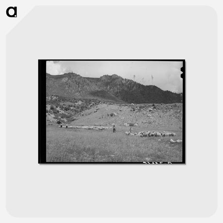 アートポストカード-Driving Fat Lambs to Cimarron, Colorado
 - ラッセル リー Postcard.