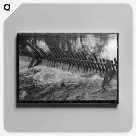 アートパネル-Salmon in Trap of Hatchery
 - ラッセル リー Canvas.