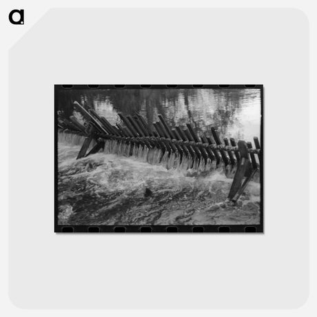 アートポストカード-Salmon in Trap of Hatchery
 - ラッセル リー Postcard.