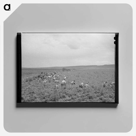 アートパネル-Pea Picking, Canyon County, Idaho
 - ラッセル リー Canvas.