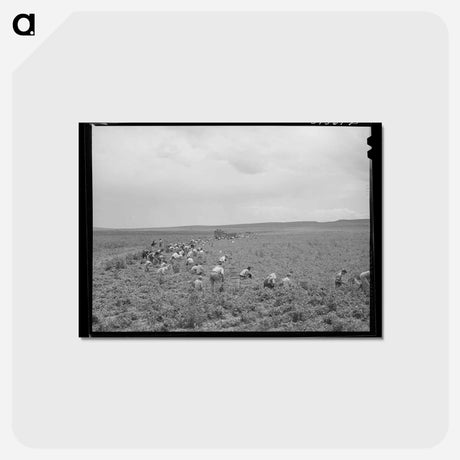 アートポストカード-Pea Picking, Canyon County, Idaho
 - ラッセル リー Postcard.