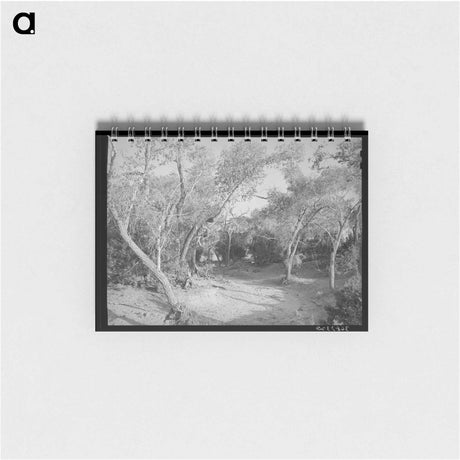 アートメモ帳-Road Through the Woods, Pie Town, New Mexico
 - ラッセル リー Memo.