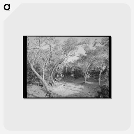 アートポストカード-Road Through the Woods, Pie Town, New Mexico
 - ラッセル リー Postcard.