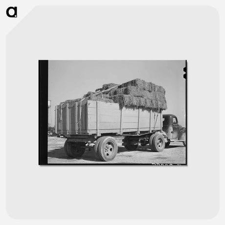 アートポストカード-Truckload of Hay at Livestock Auction, San Angelo, Texas
 - ラッセル リー Postcard.