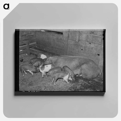 アートパネル-Pigs on Farm, Yakima County
 - ラッセル リー Canvas.