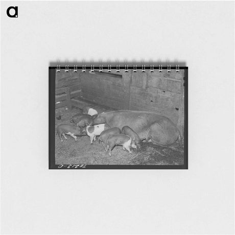 アートメモ帳-Pigs on Farm, Yakima County
 - ラッセル リー Memo.