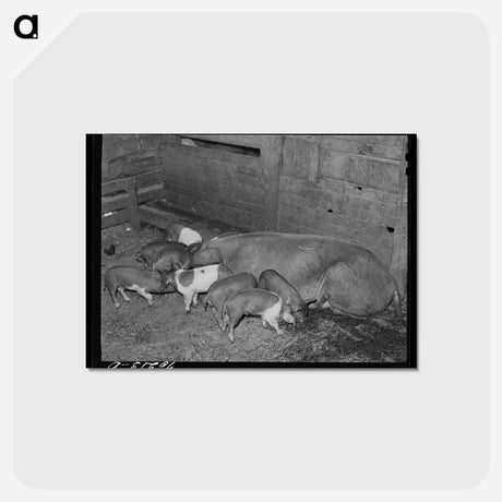 アートポストカード-Pigs on Farm, Yakima County
 - ラッセル リー Postcard.