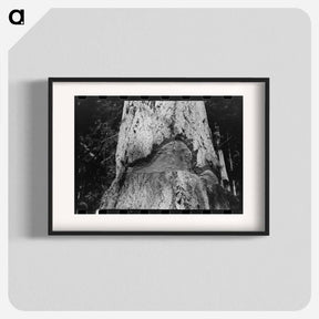 アートポスター-Trunk of Fir Tree, Cowlitz County, Washington
 - ラッセル リー Poster.