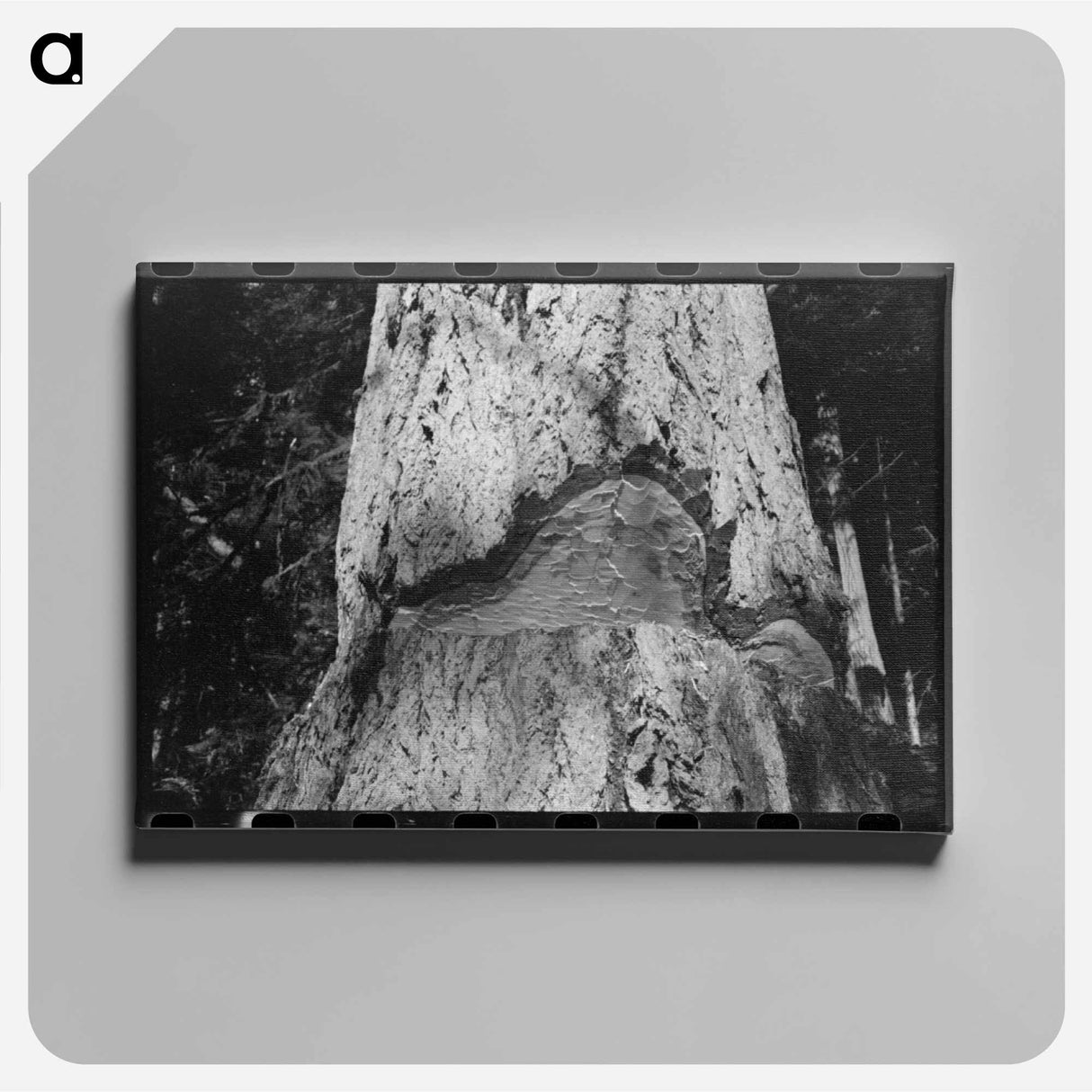 アートパネル-Trunk of Fir Tree, Cowlitz County, Washington
 - ラッセル リー Canvas.