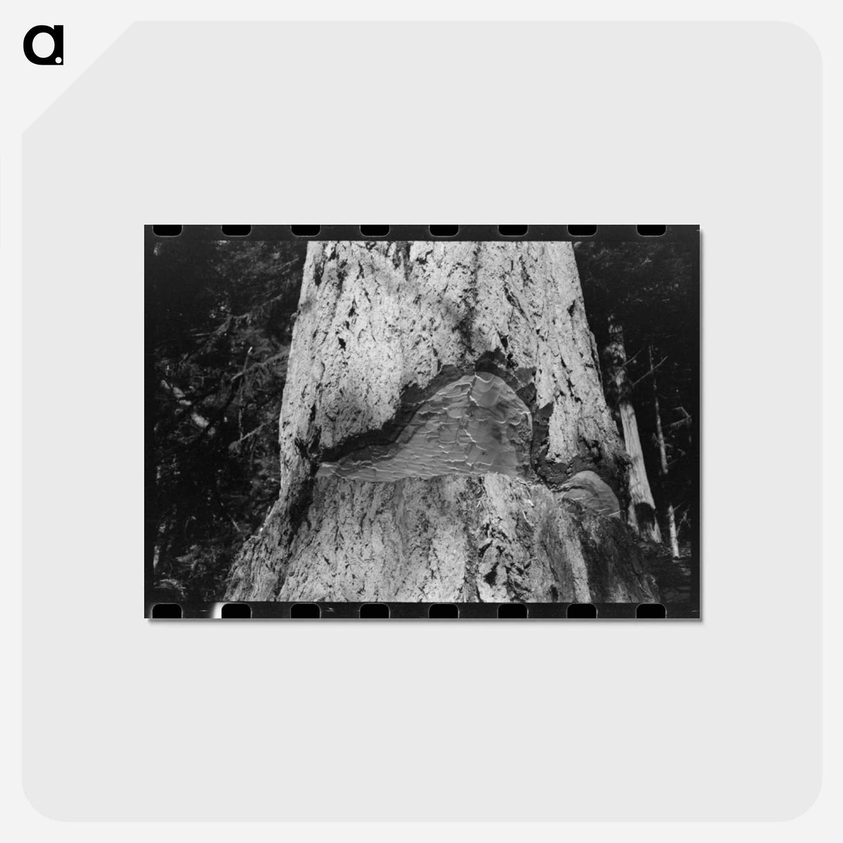 アートポストカード-Trunk of Fir Tree, Cowlitz County, Washington
 - ラッセル リー Postcard.