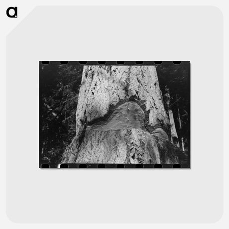 アートポストカード-Trunk of Fir Tree, Cowlitz County, Washington
 - ラッセル リー Postcard.