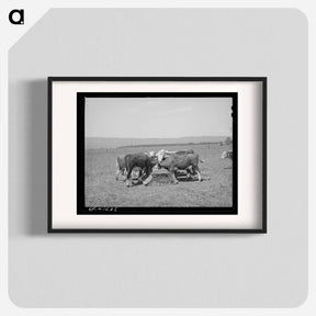 アートポスター-Yearling Steer at Cruzen Ranch
 - ラッセル リー Poster.