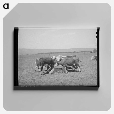 アートパネル-Yearling Steer at Cruzen Ranch
 - ラッセル リー Canvas.