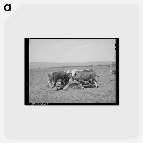 アートポストカード-Yearling Steer at Cruzen Ranch
 - ラッセル リー Postcard.