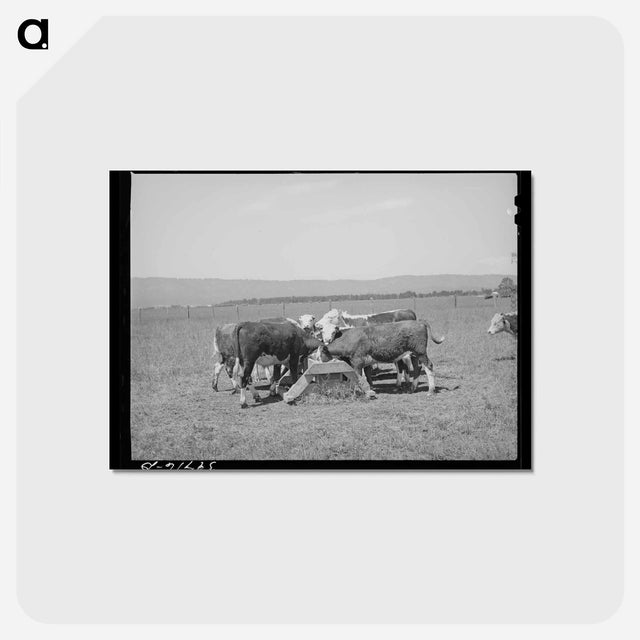 アートポストカード-Yearling Steer at Cruzen Ranch
 - ラッセル リー Postcard.