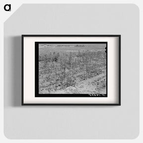 アートポスター-Defunct Cotton Plants, McLennan County
 - ラッセル リー Poster.