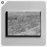 アートパネル-Defunct Cotton Plants, McLennan County
 - ラッセル リー Canvas.
