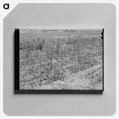 アートパネル-Defunct Cotton Plants, McLennan County
 - ラッセル リー Canvas.