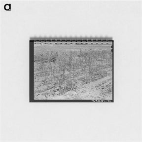 アートメモ帳-Defunct Cotton Plants, McLennan County
 - ラッセル リー Memo.