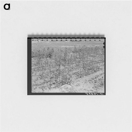 アートメモ帳-Defunct Cotton Plants, McLennan County
 - ラッセル リー Memo.
