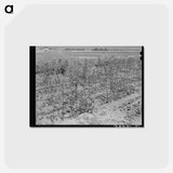アートポストカード-Defunct Cotton Plants, McLennan County
 - ラッセル リー Postcard.
