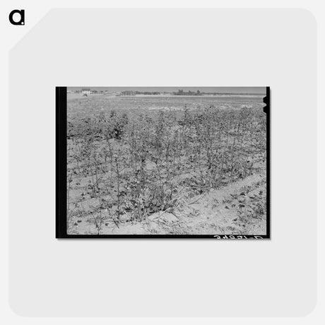 アートポストカード-Defunct Cotton Plants, McLennan County
 - ラッセル リー Postcard.