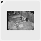 アートポストカード-Cowboys Asleep in Cattle Show Barns, San Angelo Fat Stock Show
 - ラッセル リー Postcard.