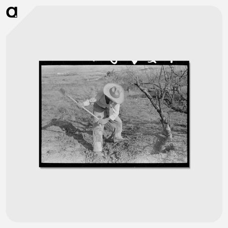 アートポストカード-Mexican Chopping Mesquite, El Indio, Texas
 - ラッセル リー Postcard.