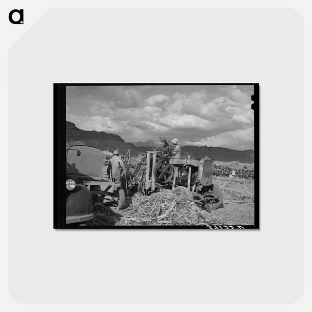 アートポストカード-Extracting Juice from Cane, Ivins, Washington County, Utah
 - ラッセル リー Postcard.