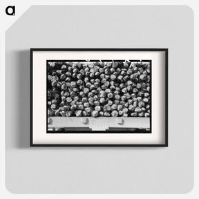 アートポスター-Cedar Fence Posts on Truck, Clifton, Texas
 - ラッセル リー Poster.