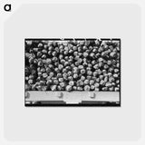 アートポストカード-Cedar Fence Posts on Truck, Clifton, Texas
 - ラッセル リー Postcard.