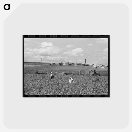 アートポストカード-Pea Pickers Camp, Nampa, Idaho
 - ラッセル リー Postcard.