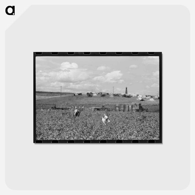 アートポストカード-Pea Pickers Camp, Nampa, Idaho
 - ラッセル リー Postcard.