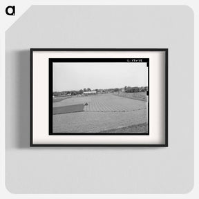 アートポスター-Alfalfa Field, Prague, Oklahoma
 - ラッセル リー Poster.
