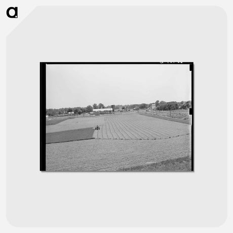 アートポストカード-Alfalfa Field, Prague, Oklahoma
 - ラッセル リー Postcard.