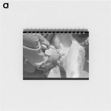 アートメモ帳-Castration of a Calf on a Texas Ranch
 - ラッセル リー Memo.