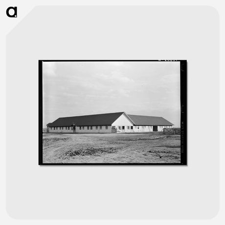 アートポストカード-Sunflower Plantation near Merigold, Mississippi
 - ラッセル リー Postcard.