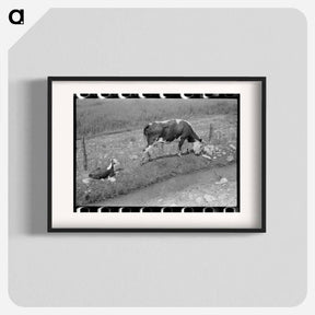アートポスター-Cows Grazing Along Irrigation Ditch, Penasco, New Mexico
 - ラッセル リー Poster.