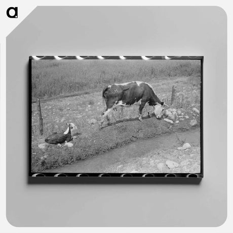 アートパネル-Cows Grazing Along Irrigation Ditch, Penasco, New Mexico
 - ラッセル リー Canvas.