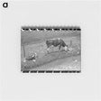 アートメモ帳-Cows Grazing Along Irrigation Ditch, Penasco, New Mexico
 - ラッセル リー Memo.