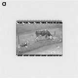 アートメモ帳-Cows Grazing Along Irrigation Ditch, Penasco, New Mexico
 - ラッセル リー Memo.